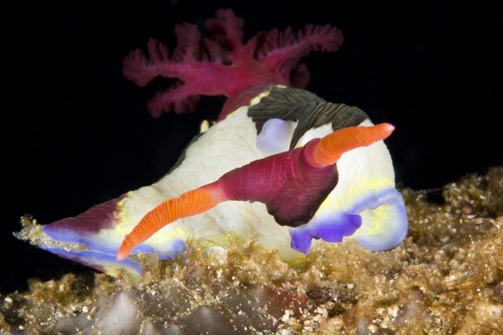 Nembrotha chamberlaini, Isola di Panglao, Sud Bohol, Visayas centrale, Filippine, Oceano Pacifico (Franco Banfi)