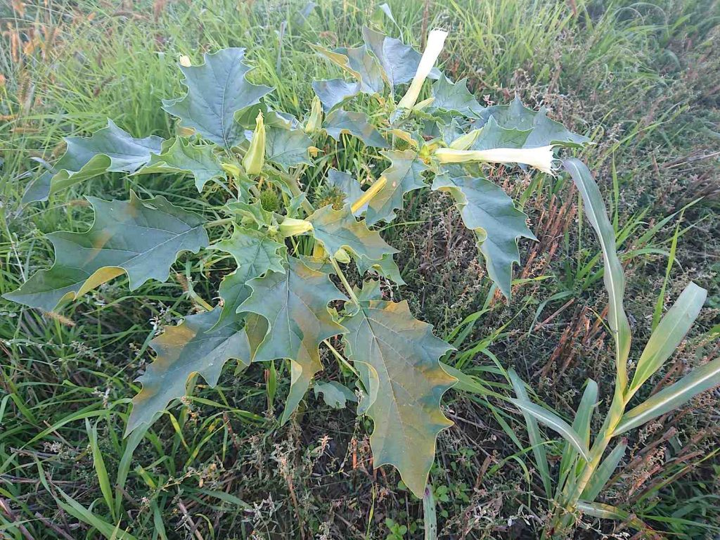 Datura Stramonium