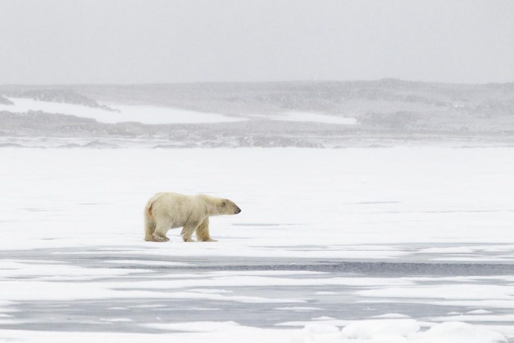 Orso polare (Ursus marimus) sul ghiaccio in via di estinzione (IUCN), Spitsbergen, Svalbard, Oceano Articom (Franco Banfi)