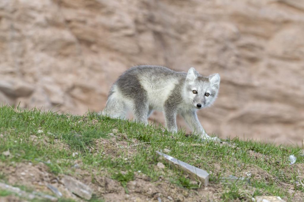 Volpe artica (Vulpes lagopus) con colori estivi, Spitsbergen, Svalbard, arcipelago norvegese, Norvegia, Oceano Artico (Franco Banfi)