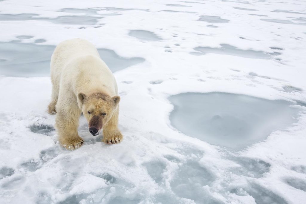 Orso polare (Ursus marimus) in piedi sul ghiaccio, in via di estinzione (IUCN), Spitsbergen, Norvegia, Oceano Artico (Franco Banfi)