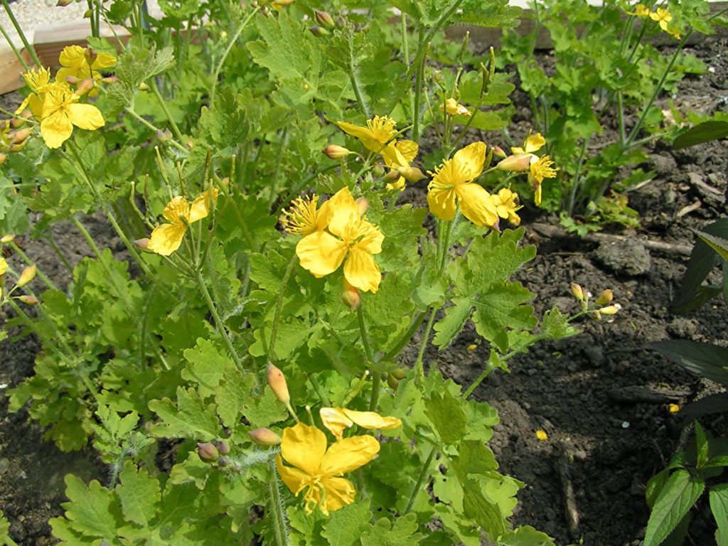 Un esemplare di Chelidonium majus (Pethan)