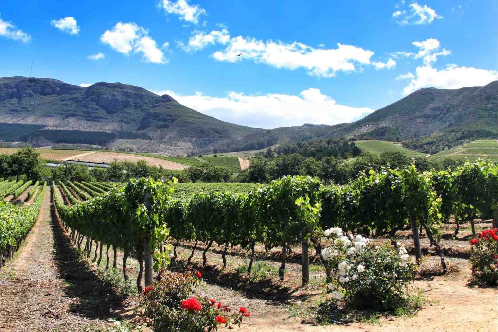 Una veduta sulla tenuta Costantia in Sudafrica (Michael Fu)