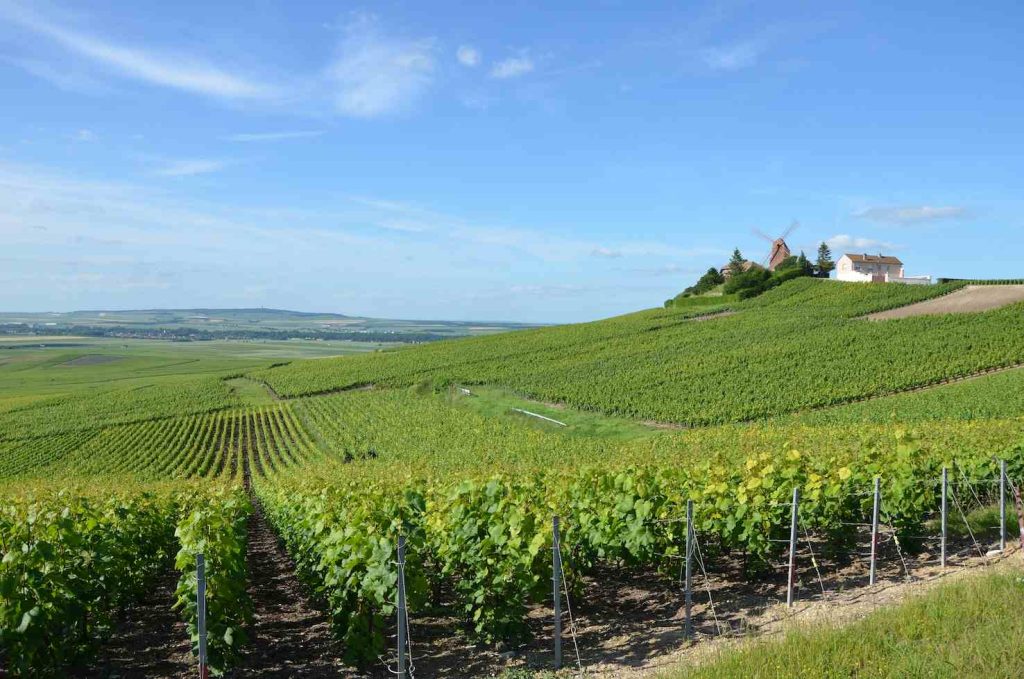 Vigneti della Champagne, Marna, France, presso Moulin de Verzenay (Pline)