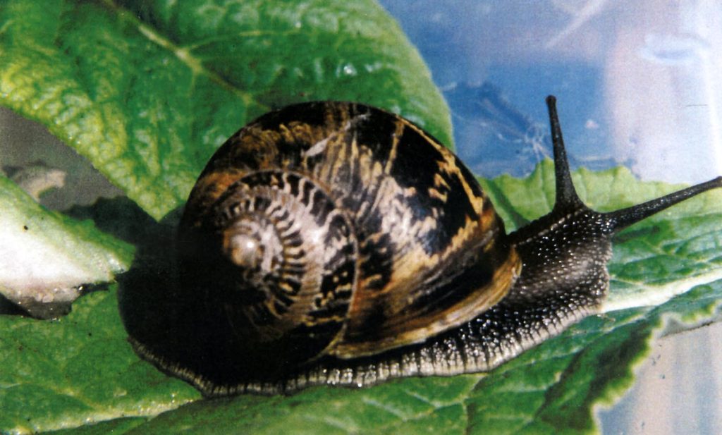 Helix pomatia (Alessandro Focarile)