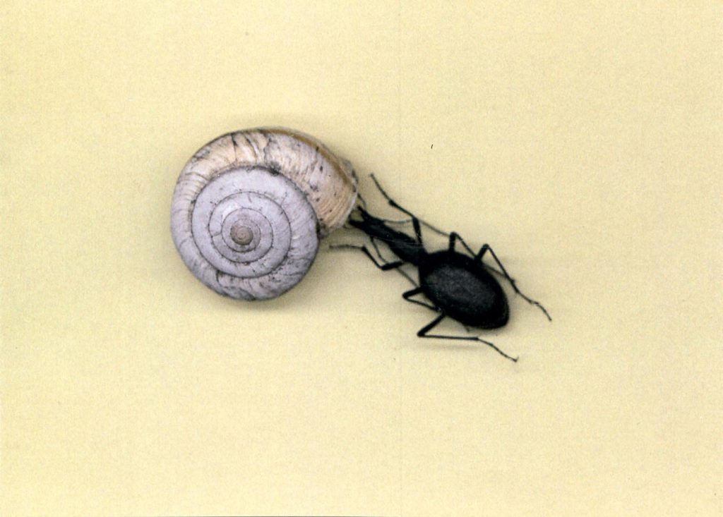 II Cychrus cylindricollis - Pini 1871 mentre preda la lumaca Cheilostoma achates (Alessandro Focarile)