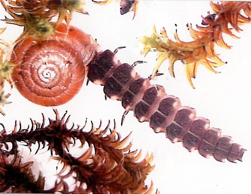 La larva della lucciola (Lampyris noctiluca) in predazione (Alessandro Focarile)