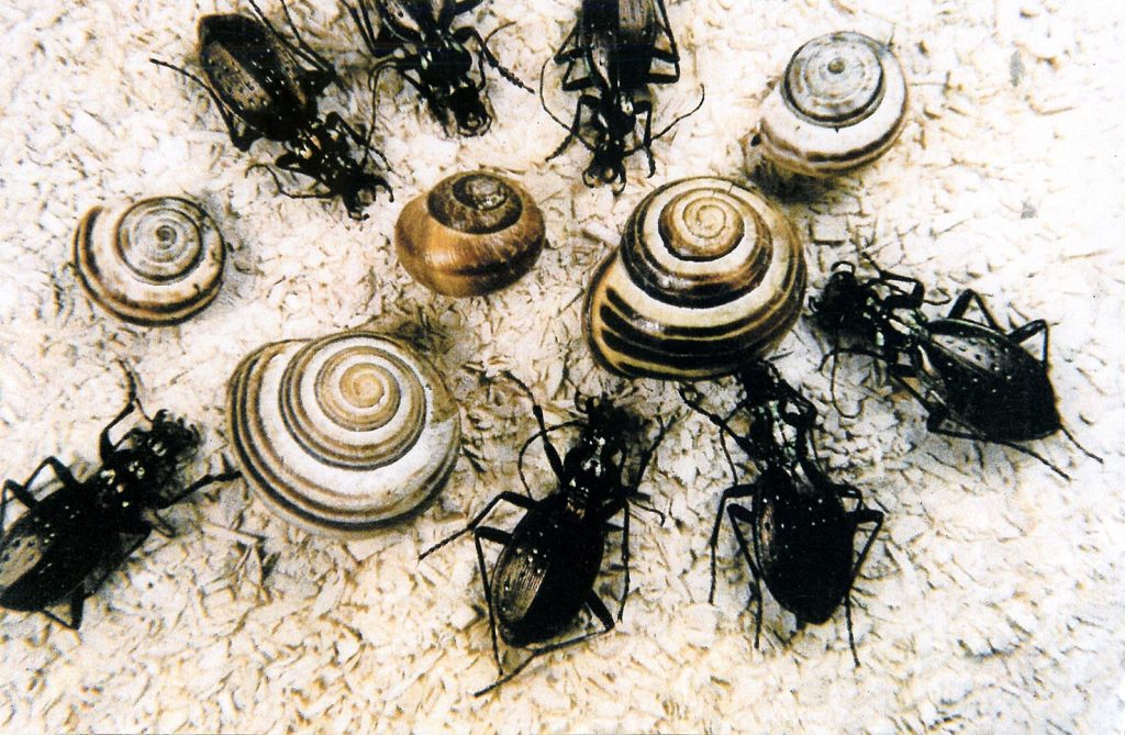 Gruppo di coleotteri malacòfagi (Carabus) (Alessandro Focarile)