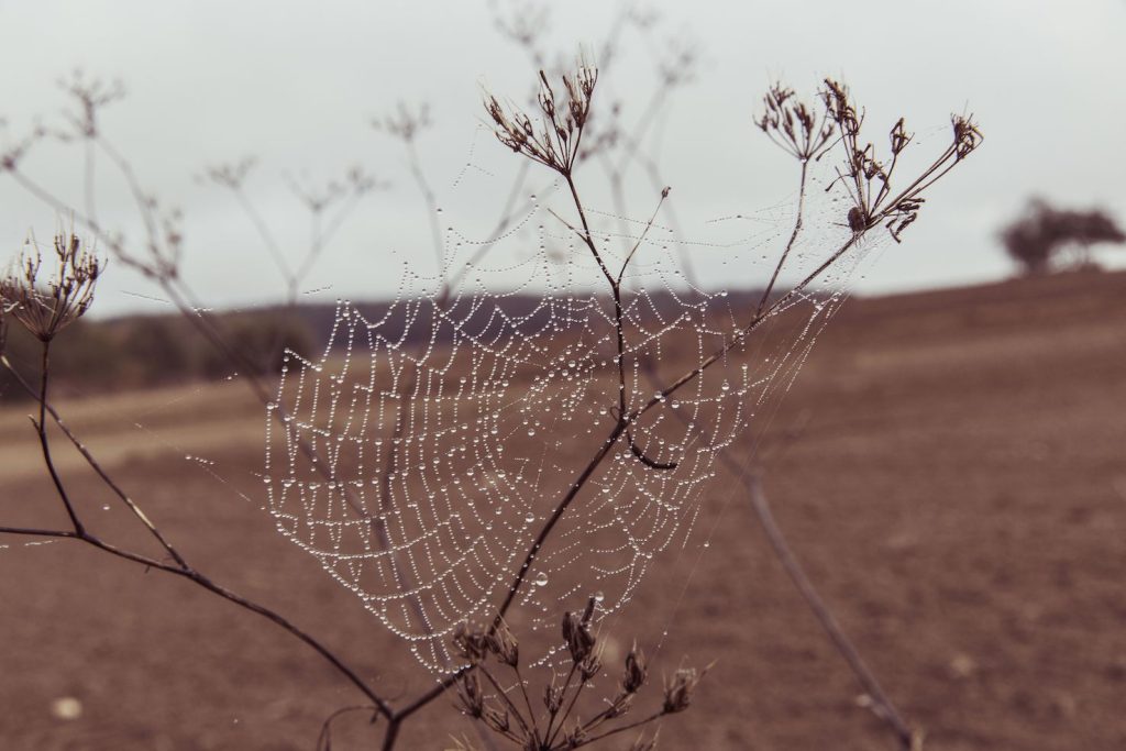 Una ragnatela ricca di gocce di rugiada in un ambiente arido (pxhere.com )