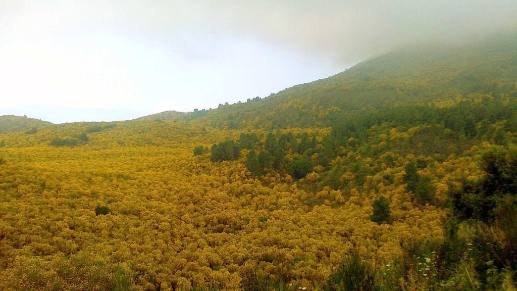 Vesuvio: Ginestre nella Valle dell’inferno (Giuseppe Vernieri)
