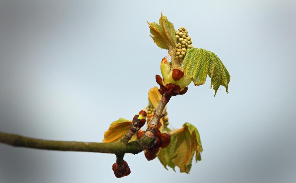 Il dispiegamento delle foglie di un ippocastano è uno dei dati fenologici utili per stabilire l’indice di primavera (Pxhere.com)