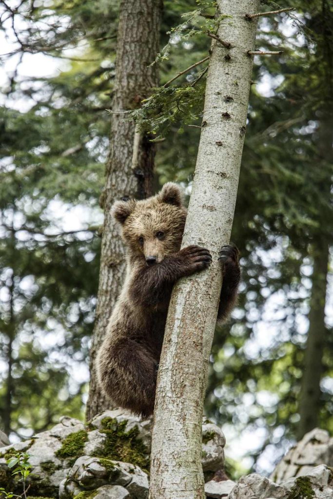 Orso bruno europeo (Ursus arctos) che scala un albero nella foresta di Sneznik, Slovenia (Franco Banfi)