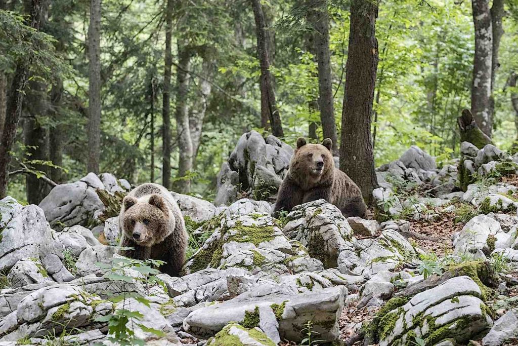 Orso bruno europeo dominante, o Orso alfa, in cerca di femmina, nella foresta carsica, Notranjska, Slovenia (Franco Banfi)