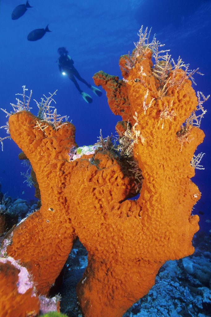 Sommozzatore con spugna incrostante, Haliclona sp., Atollo Aldabra, Sito Patrimonio dell'Umanità Naturale, Seychelles, Oceano Indiano (Franco Banfi)