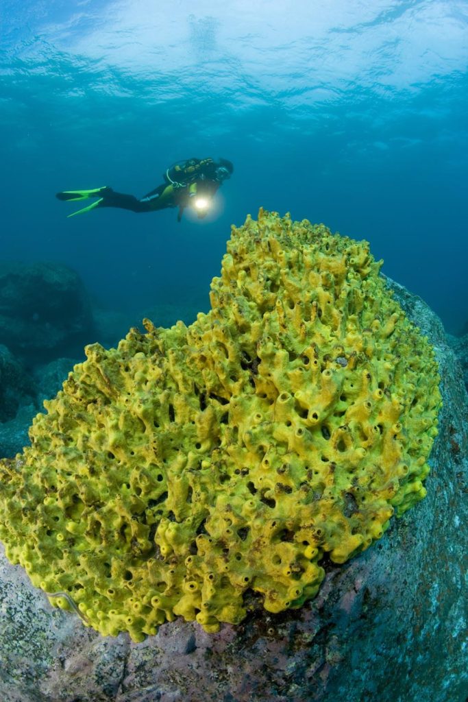 Spugna gialla, Aplysina aerophoba, isola di Madeira, Portogallo, Oceano Atlantico (Franco Banfi)