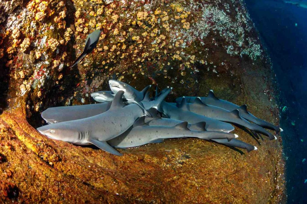 Squali pinna bianca (Triaenodon obesus), nei pressi della Roca Partida