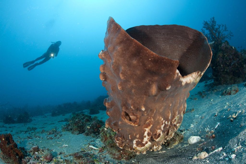 Spugna a botte, Xestospongia testudinaria, Halmahera, Mare delle Molucche, Indonesia, Oceano Pacifico (Franco Banfi)