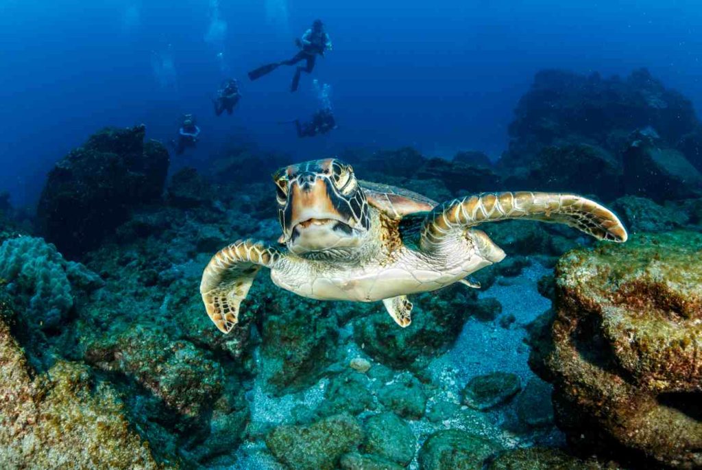 Tartaruga verde (Chelonia mydas) e subacquei, nei pressi di  Socorro Island, Arcipelago Revillagigedo, Riserva della Biosfera, Oceano Pacifico, Messico