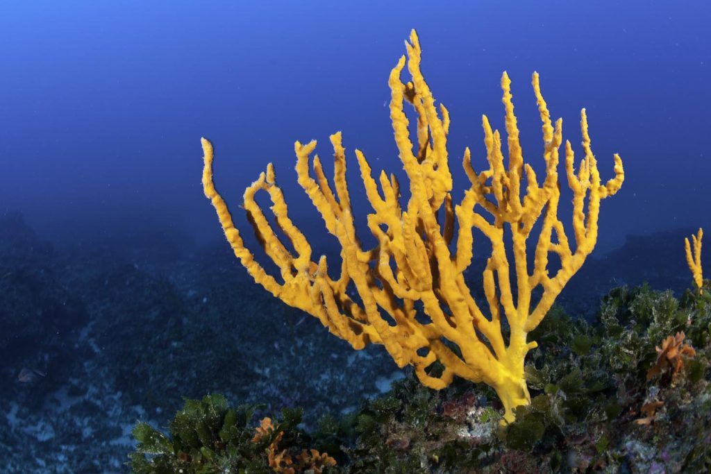 Spugna gialla, Axinella cannabina, Santa Teresa, Sardegna, Italia, Tirreno, Mediterraneo (Franco Banfi)