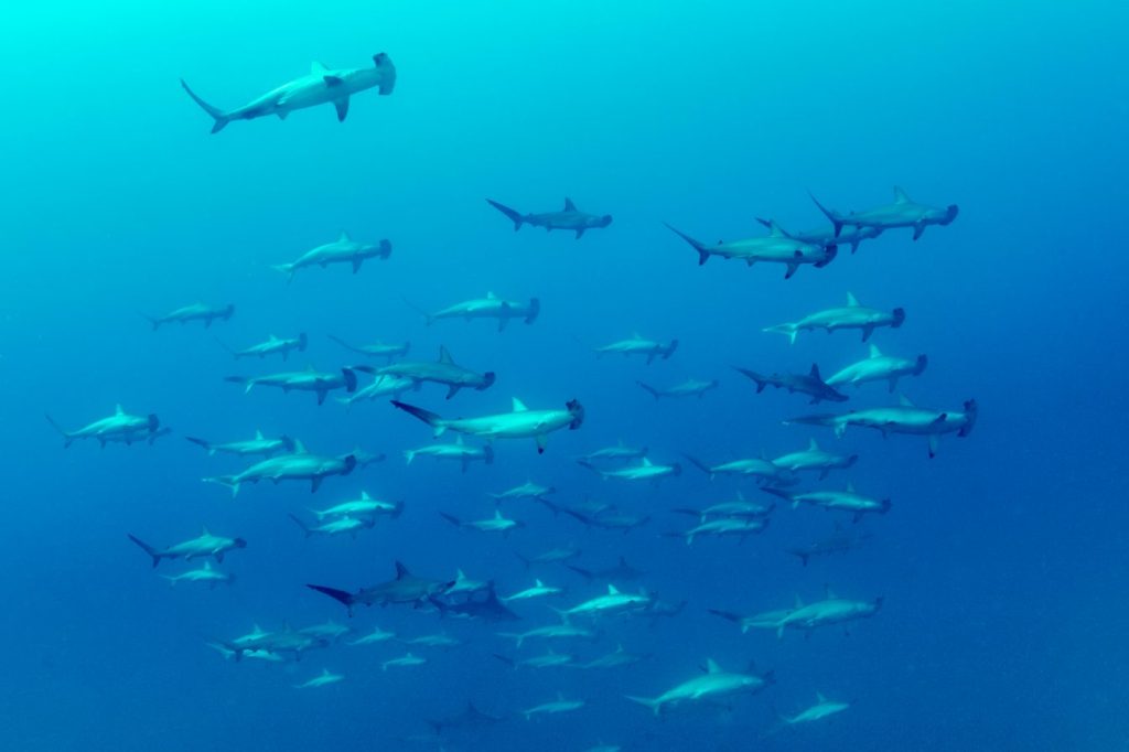 Un banco di Squali martello smerlati (Sphyrna lewini) presso la Roca Partida nella Riserva della Biosfera dell'Arcipelago Revillagigedo