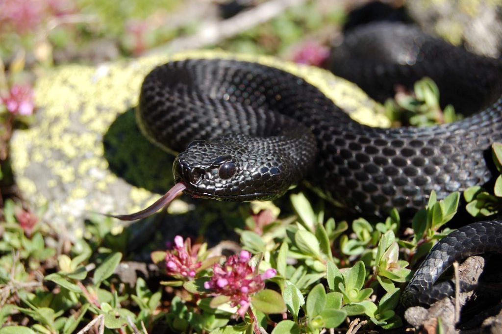 Una vipera scura con l’occhio scuro (Grégoire Meier)