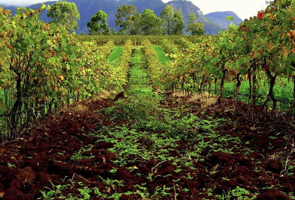 Vigne nella regione vinicola australiana della Hunter Valley nel New South Wales (F. Delventhal)