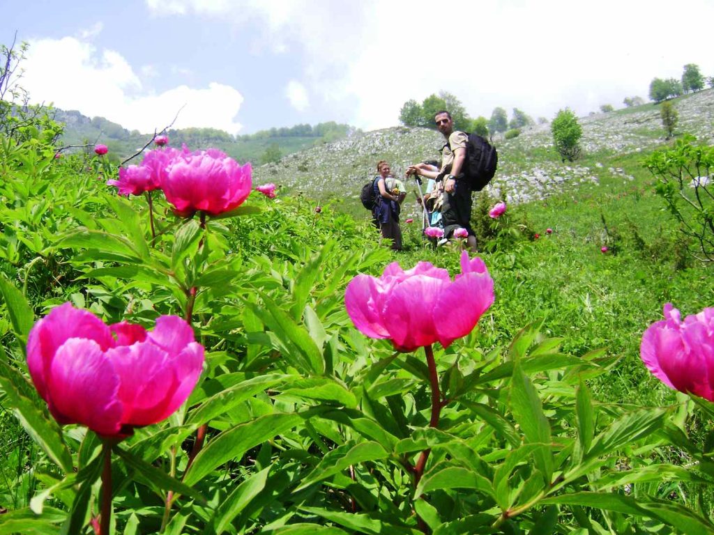 Paeonia officinalis (Nentori)