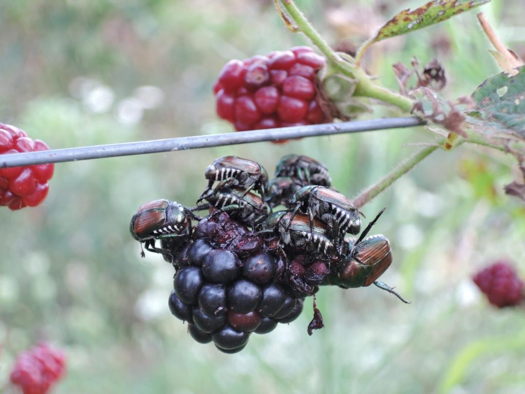 Popillia japonica su rovo (Servizio fitosanitario cantonale)
