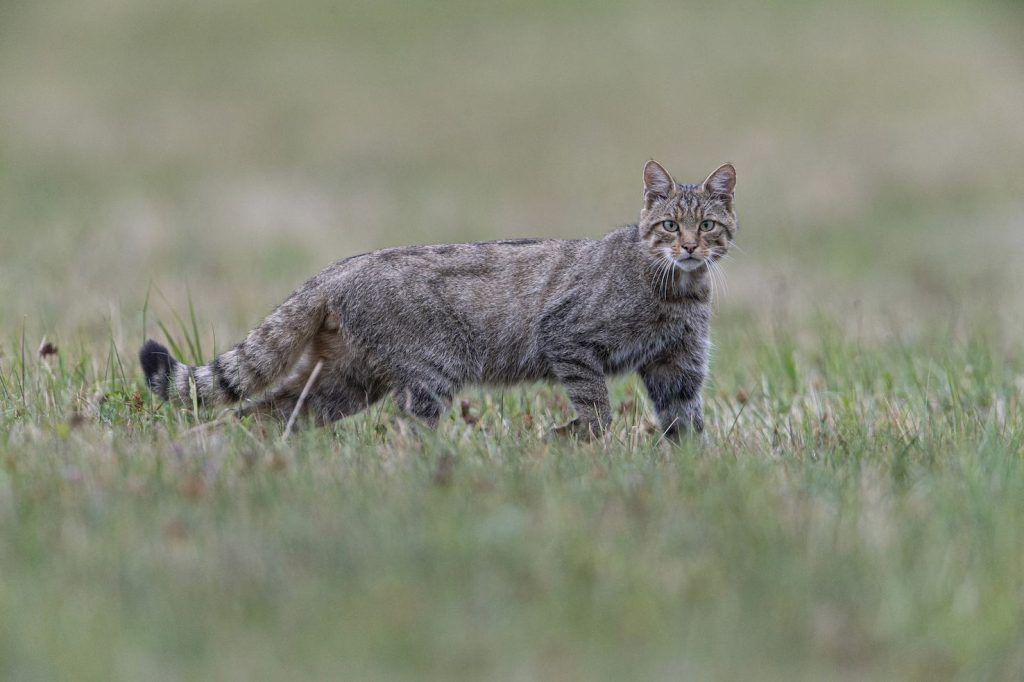 Un bell’esemplare di Felis silvestris (© Pro Natura – Fabrice Cahez)