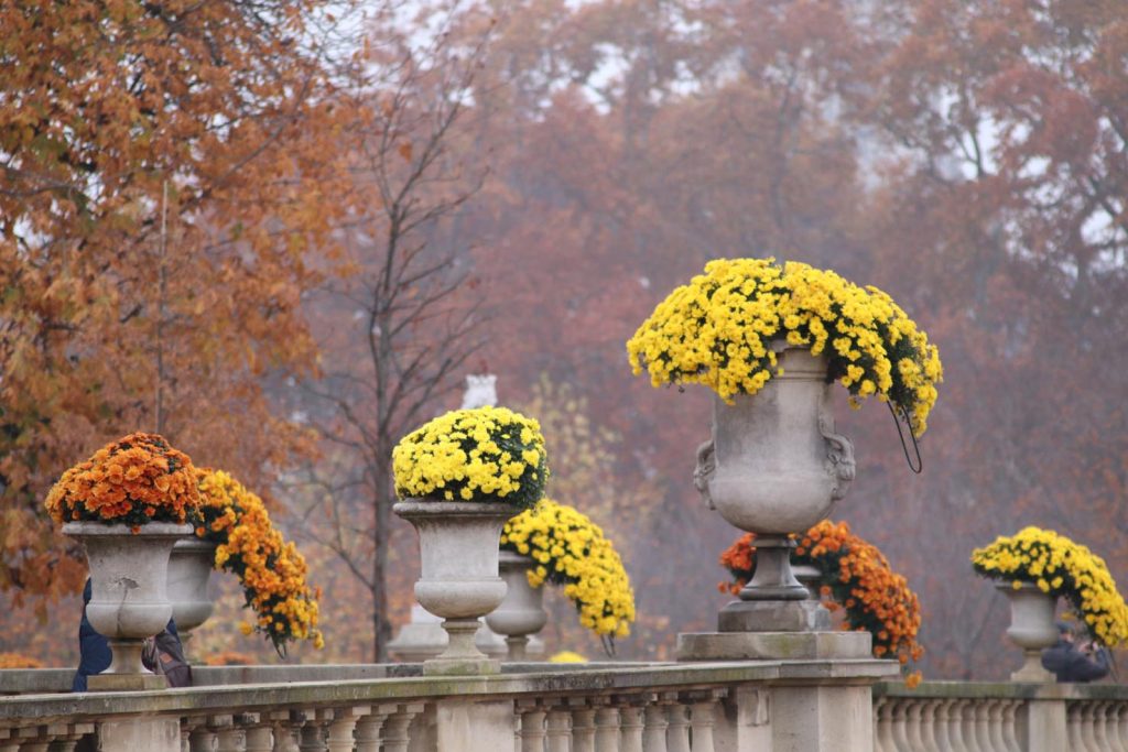 Rustici e con scarse esigenze, i crisantemi sono anche facilissimi da moltiplicare per talea: bastano pochi interventi (Pixabay.com)