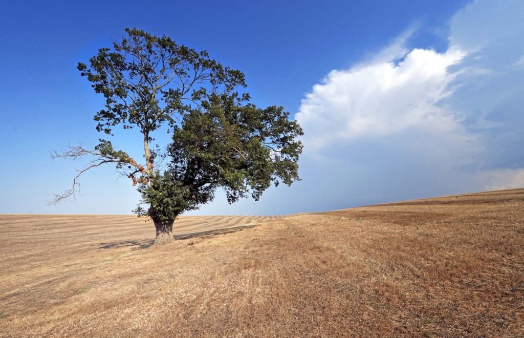 Una quercia secolare che si salva solo per metà dall'aridità dilagante