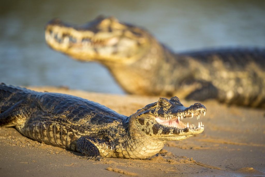 Caimani Yacare. Chiamato jacaré in portoghese, è una specie di caimano che si trova nell'America del Sud centrale, fiume Paraguay (Franco Banfi)
