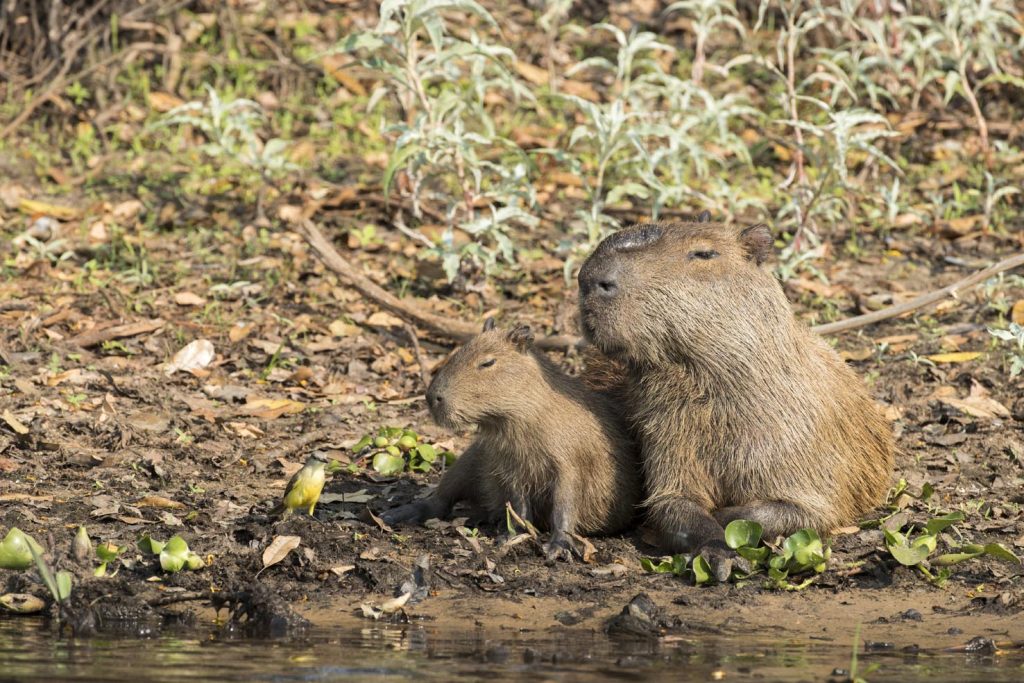Maschio di capibara con piccolo (Hydrochoerus hydrochaeris) è un mammifero originario del Sud  America; il più grande roditore al mondo (Franco Banfi)