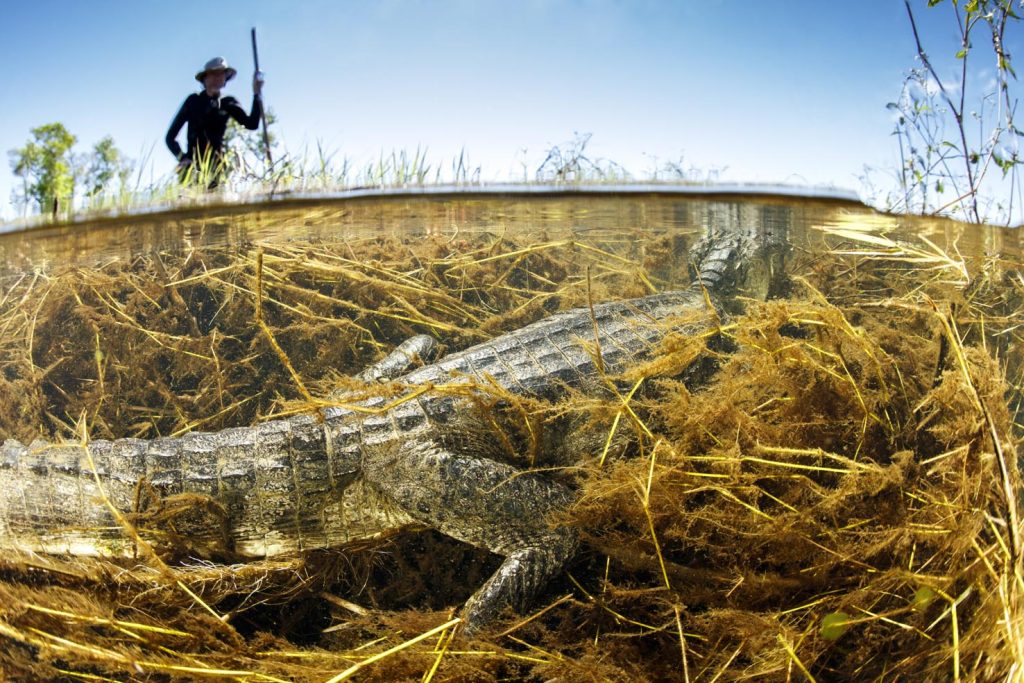 La guida indica il caimano dagli occhiali, bianco o caimano comune (Caiman crocodilus), che giace sotto la superficie, Pantanal, Brasile (Franco Banfi)