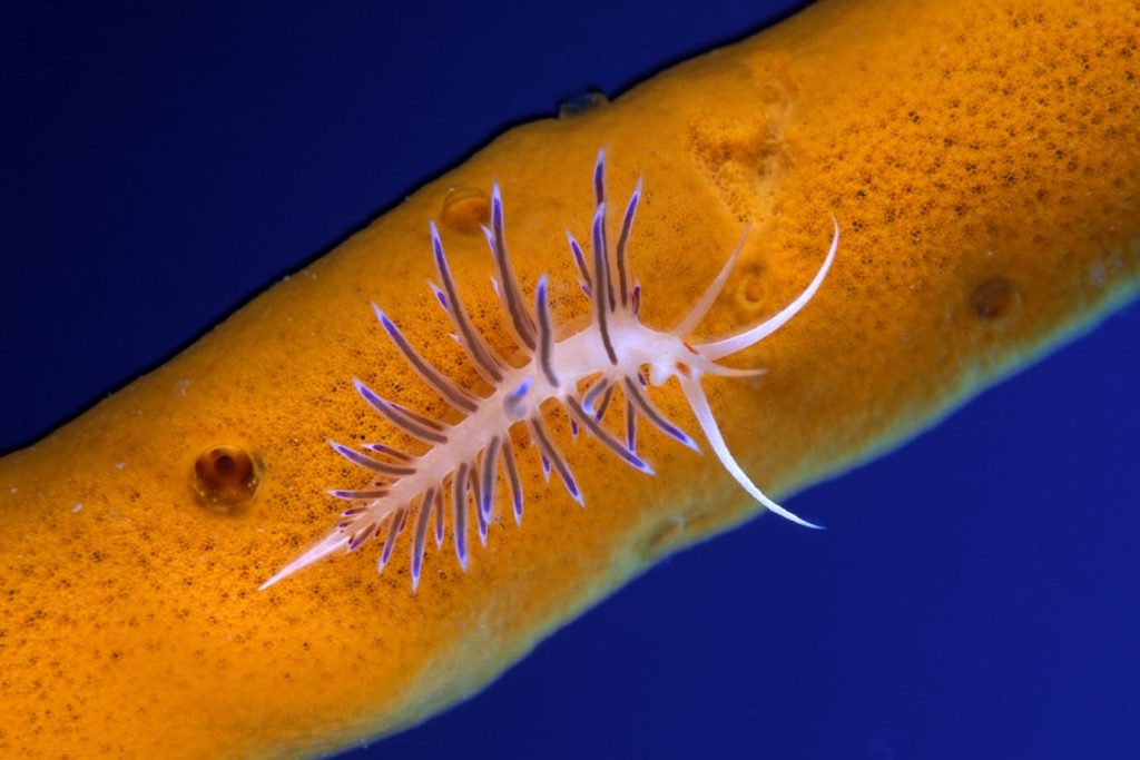 Cratena peregrina su una spugna, Ist Island, Croazia, Mare Adriatico (Franco Banfi)