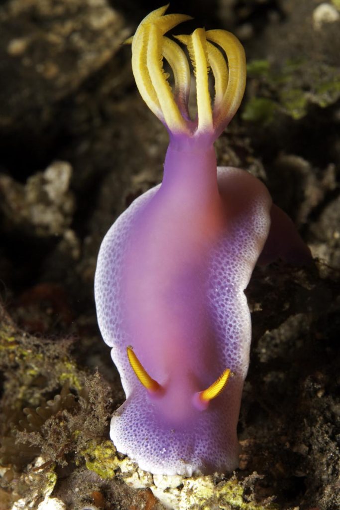 Chromodoris nudibranch, Hypselodoris bullockii, stretto di Lembeh, Nord Sulawesi, Indonesia, Oceano Pacifico (Franco Banfi)