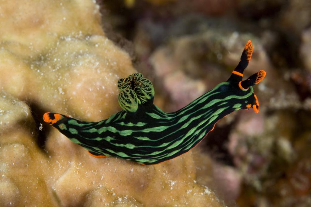 Nudibranco, Nembrotha kubaryana, Cabilao House Reef, Cabilao Island, Bohol, Central Visayas, Filippine, Oceano Pacifico (Franco Banfi)