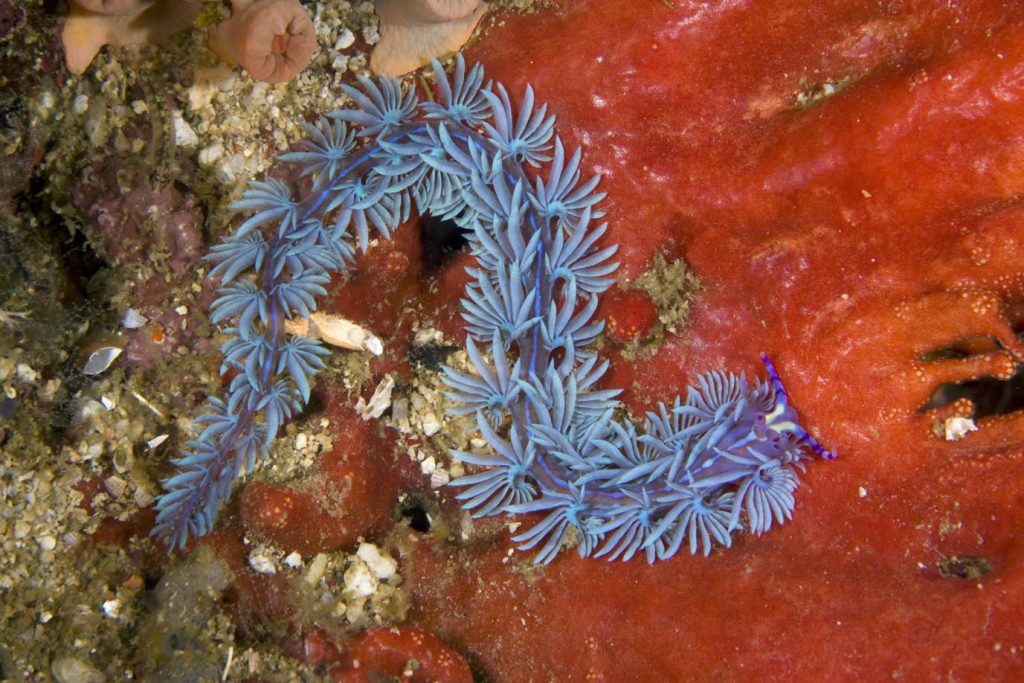 Pteraeolidia ianthina; Grotta Killer, Isola Farondi, Raja Ampat, Irian Jaya, Papua occidentale, Indonesia, Oceano Pacifico (Franco Banfi)