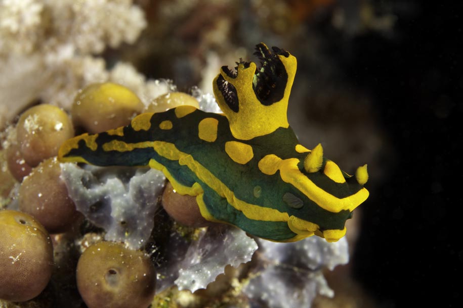 Tambja morosa, Parco di Tubbataha, Mare di Sulu, Palawan, Philippine (Franco Banfi)