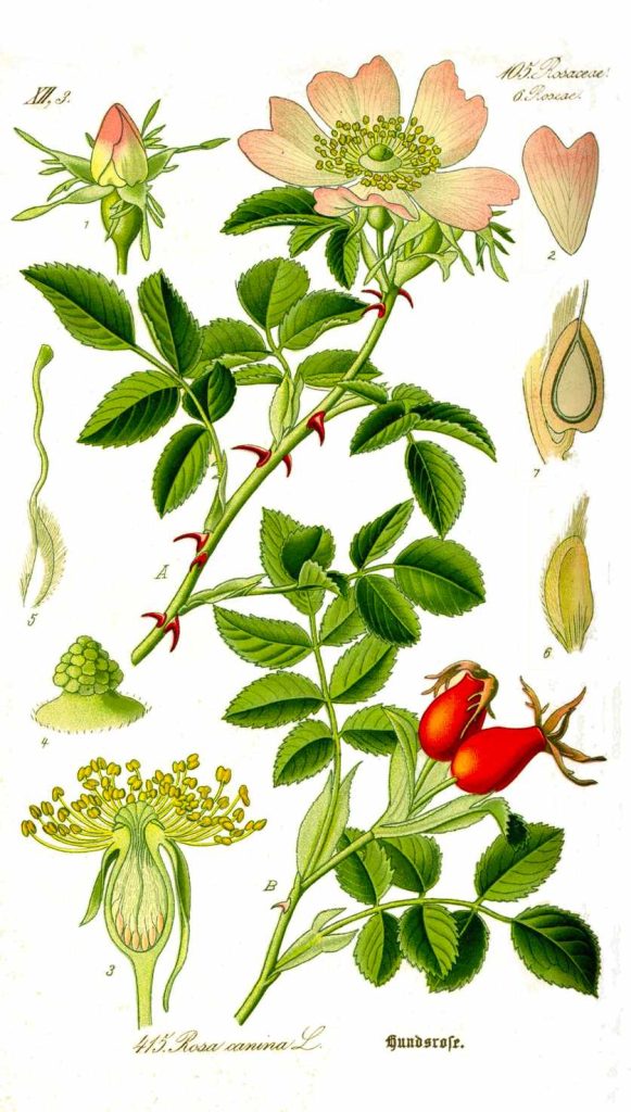 Illustrazioni delle parti della rosa canina