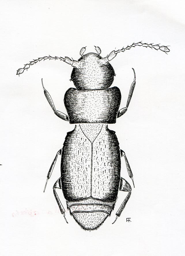 Ptinella aptera lunga 0,7 millimetri (Alessandro Focarile)
