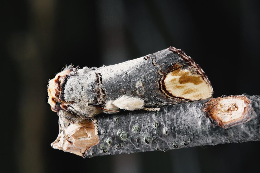 Una falena mimetica; Phalera bucefala (pixabay.com)