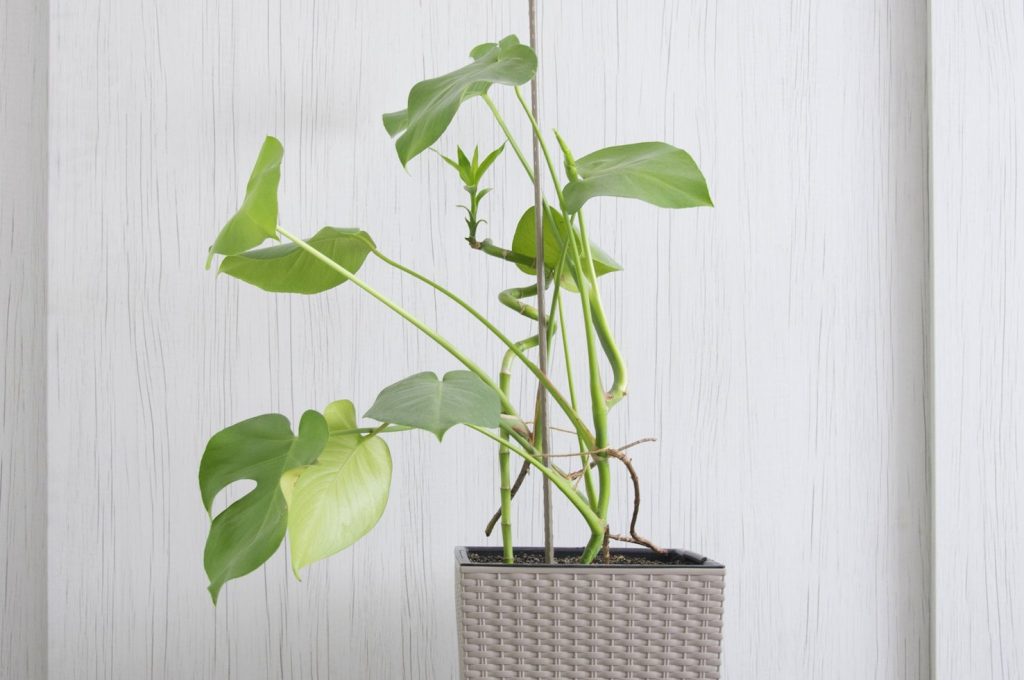 Un bel vaso con un Philodendron (pxfuel.com)