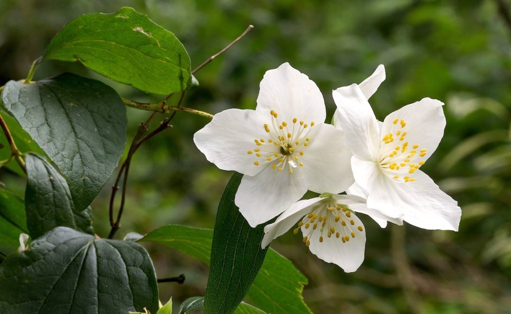 Un esemplare di Philadelphus microphyllus (Johannes Bergsma)