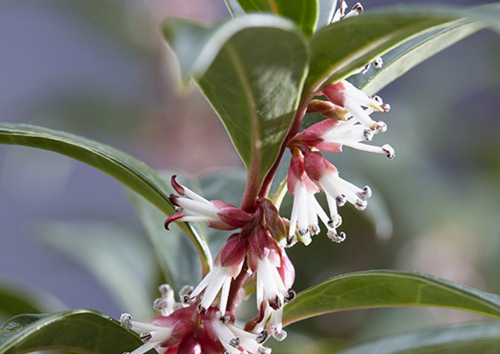 Un bell’esemplare di Sarcococca Winter Gem (Globeplanter.it)