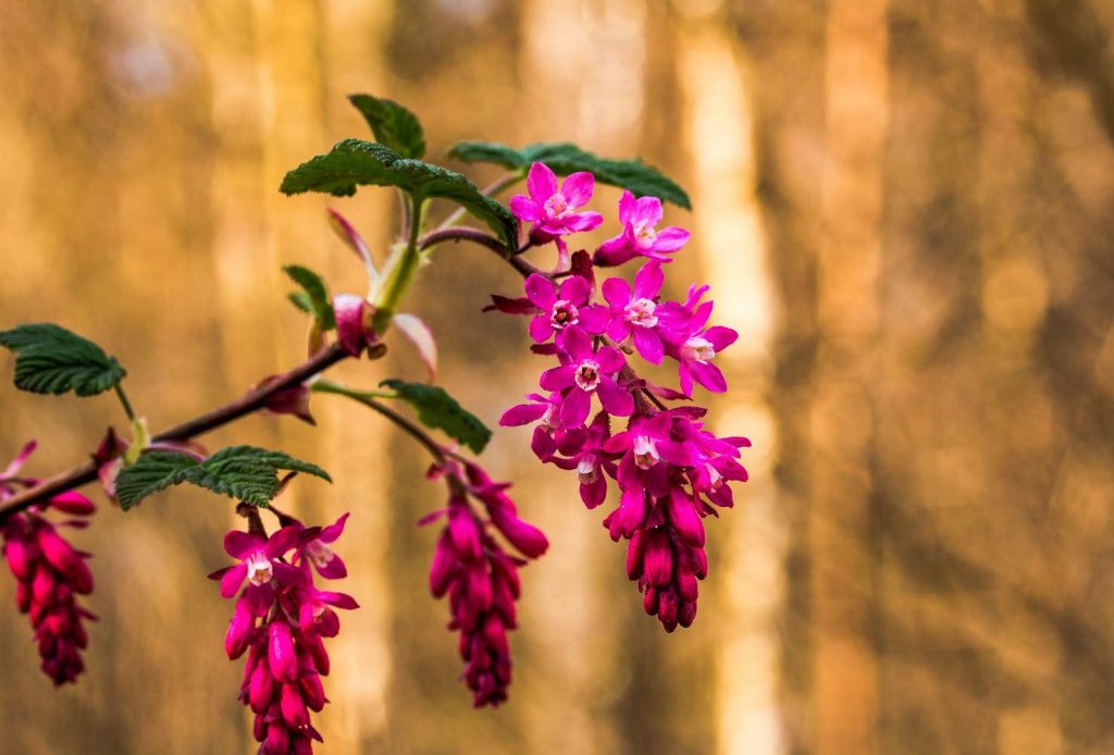 Un esemplare di Ribes sanguineum in fiore (Pxhere.com)
