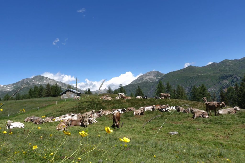 Siesta tra i fiori