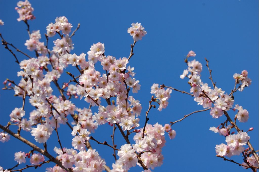 I suoi fiori hanno un delicato profumo di mandorla (susigarden.com)