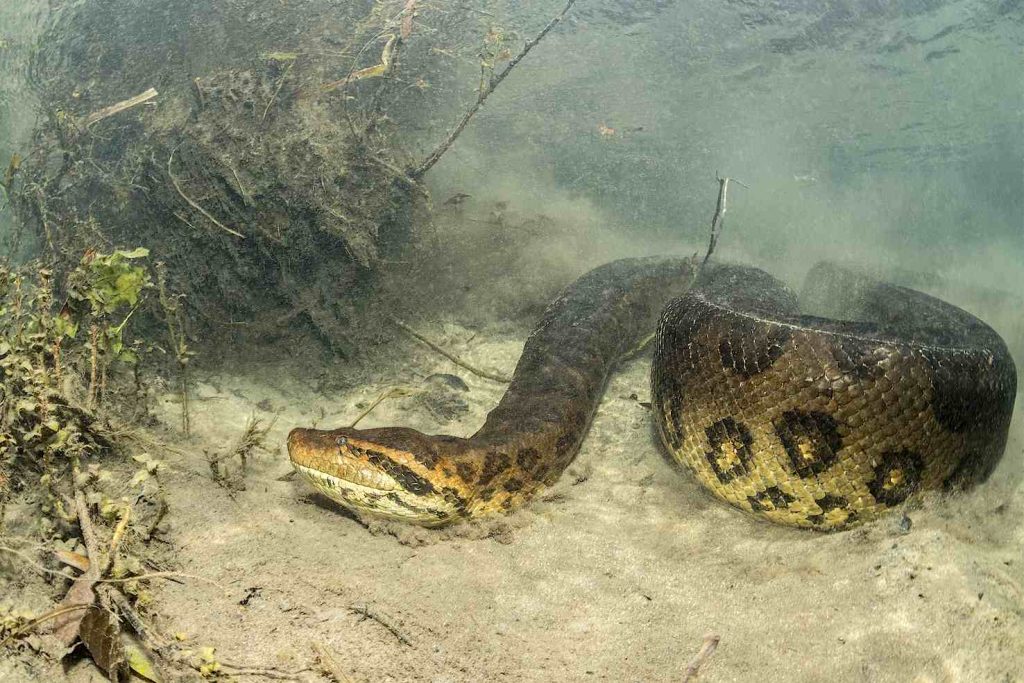 Anaconda verde, (Eunectes murinus), il serpente più grande del mondo, la femmina può essere lunga oltre 6 m e pesare più di 200 kg (F. Banfi)