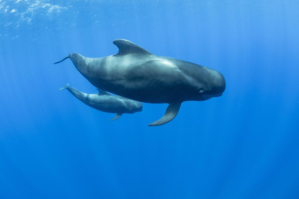 Balena pilota a pinne corte (Globicephala macrorhynchus) madre e vitello. Tenerife Sud, Isole Canarie, Oceano Atlantico (Franco Banfi)